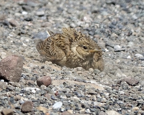 skylark